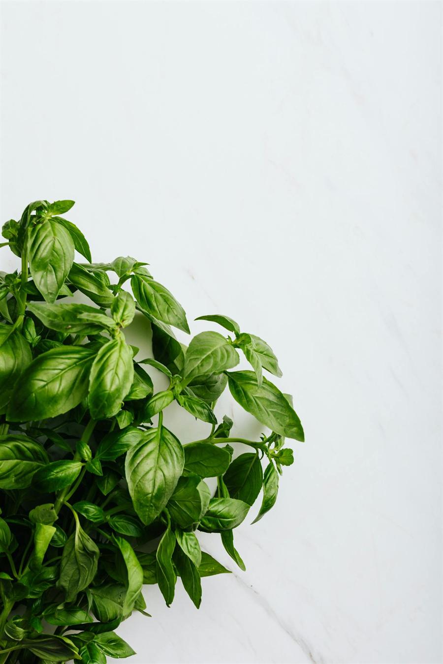 Basil leaves on a light background
