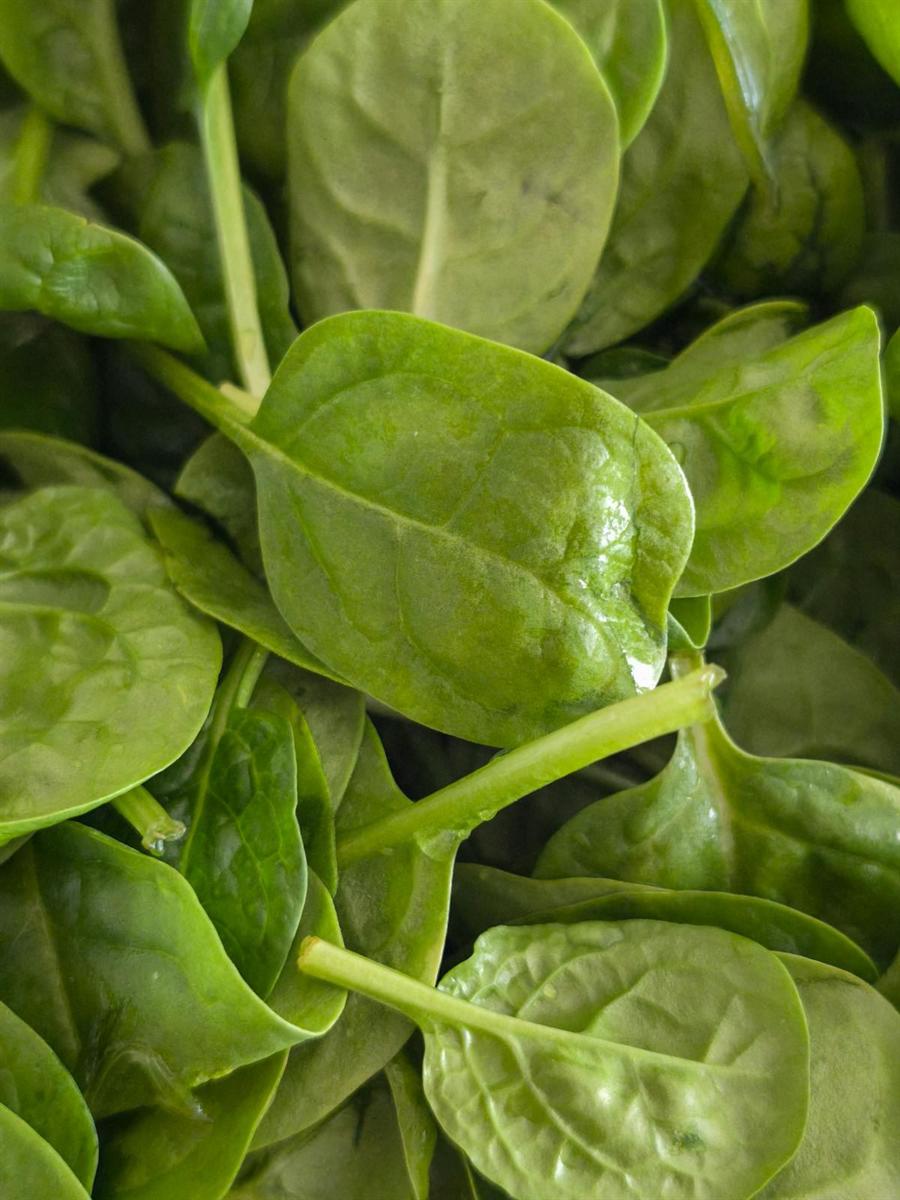 Spinach leaves on a light background